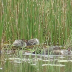 Tachybaptus novaehollandiae at Forde, ACT - 28 Dec 2021