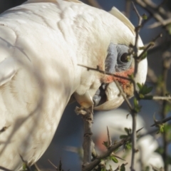 Cacatua sanguinea (Little Corella) at Narrabundah, ACT - 19 Aug 2021 by tom.tomward@gmail.com