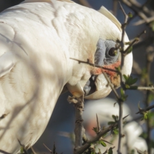 Cacatua sanguinea at Narrabundah, ACT - 19 Aug 2021