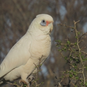 Cacatua sanguinea at Narrabundah, ACT - 19 Aug 2021