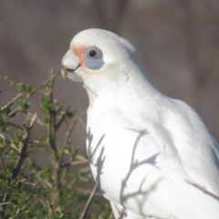 Cacatua sanguinea at Narrabundah, ACT - 19 Aug 2021