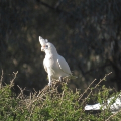 Cacatua sanguinea at Narrabundah, ACT - 19 Aug 2021 03:51 PM