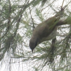 Gavicalis virescens (Singing Honeyeater) at Franklin, ACT - 8 Jan 2022 by BenW