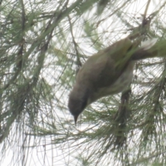 Gavicalis virescens (Singing Honeyeater) at Franklin, ACT - 7 Jan 2022 by tom.tomward@gmail.com