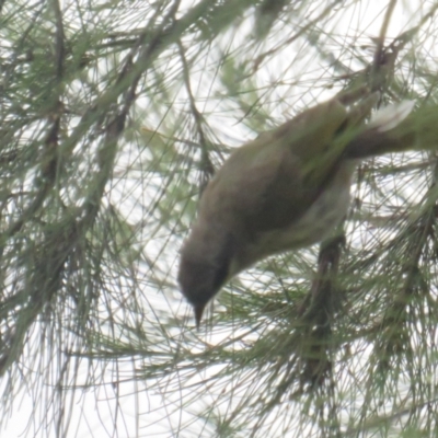 Gavicalis virescens (Singing Honeyeater) at Franklin, ACT - 8 Jan 2022 by BenW