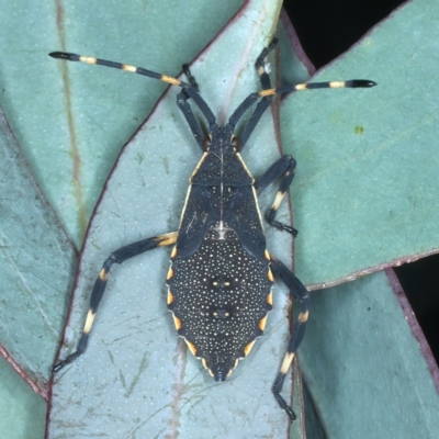 Gelonus tasmanicus (Leaf-footed bug) at Thredbo, NSW - 20 Feb 2022 by jb2602