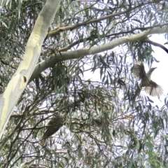 Eudynamys orientalis (Pacific Koel) at University of Canberra - 25 Feb 2022 by goyenjudy