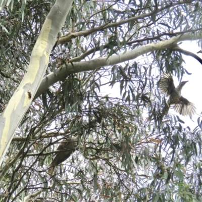 Eudynamys orientalis (Pacific Koel) at University of Canberra - 25 Feb 2022 by goyenjudy