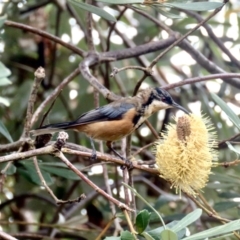 Eudynamys orientalis at Bruce, ACT - 26 Feb 2022