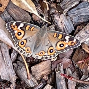 Junonia villida at O'Connor, ACT - 26 Feb 2022 01:25 PM