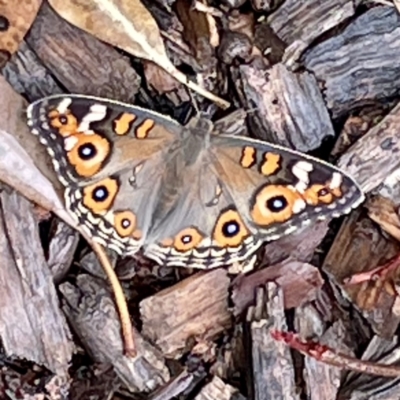 Junonia villida (Meadow Argus) at O'Connor, ACT - 26 Feb 2022 by ibaird