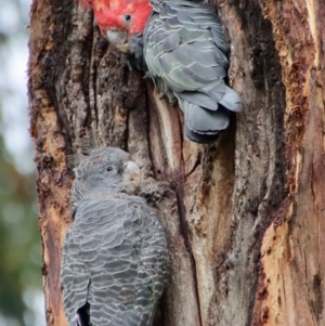 Callocephalon fimbriatum at Hughes, ACT - 23 Feb 2022