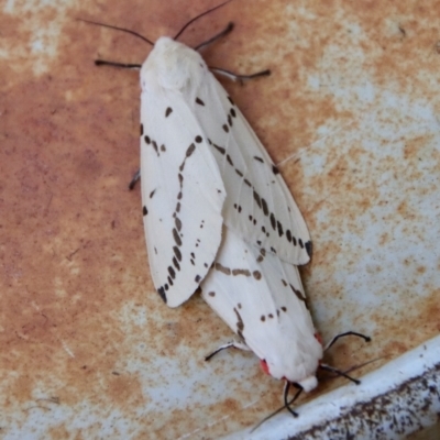 Ardices canescens (Dark-spotted Tiger Moth) at Hughes, ACT - 26 Feb 2022 by LisaH