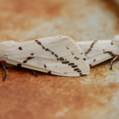 Ardices canescens at Hughes, ACT - suppressed