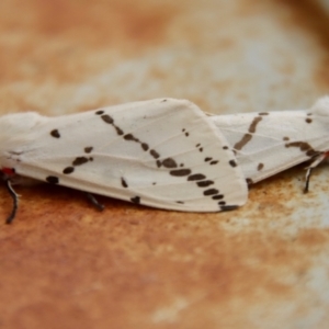 Ardices canescens at Hughes, ACT - suppressed