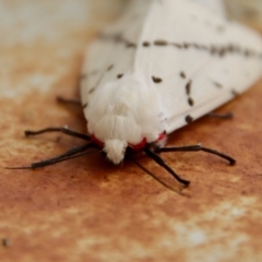 Ardices canescens at Hughes, ACT - suppressed