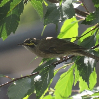 Caligavis chrysops (Yellow-faced Honeyeater) at Pambula, NSW - 26 Jan 2022 by BenW