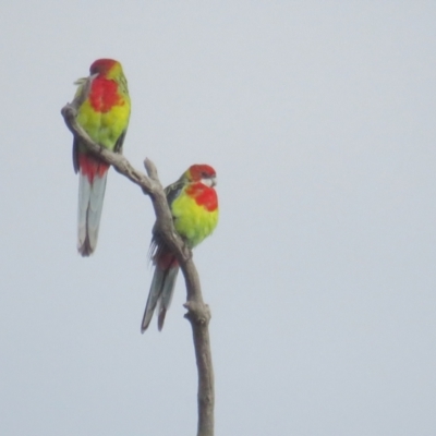 Platycercus eximius (Eastern Rosella) at Deakin, ACT - 29 Jun 2021 by BenW