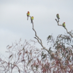 Platycercus eximius at Deakin, ACT - 29 Jun 2021