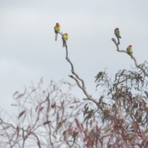 Platycercus eximius at Deakin, ACT - 29 Jun 2021