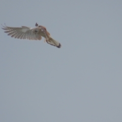 Falco cenchroides (Nankeen Kestrel) at Red Hill, ACT - 28 Sep 2021 by tom.tomward@gmail.com