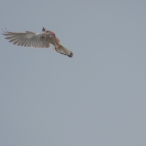 Falco cenchroides at Red Hill, ACT - 28 Sep 2021