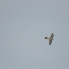 Falco cenchroides at Red Hill, ACT - 28 Sep 2021