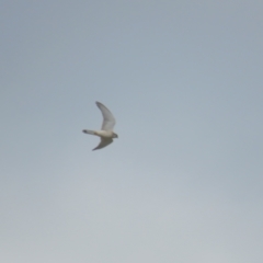 Falco cenchroides at Red Hill, ACT - 28 Sep 2021