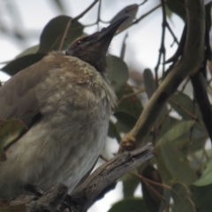 Philemon corniculatus (Noisy Friarbird) at Garran, ACT - 28 Sep 2021 by BenW