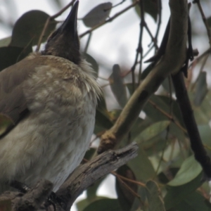 Philemon corniculatus at Garran, ACT - 28 Sep 2021