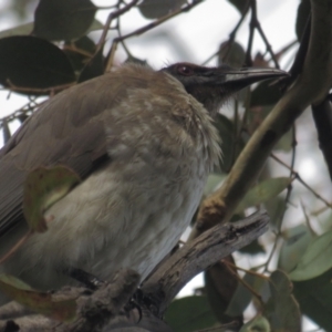 Philemon corniculatus at Garran, ACT - 28 Sep 2021 11:02 AM