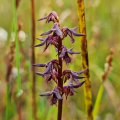 Corunastylis superba (Superb Midge Orchid) by RobG1