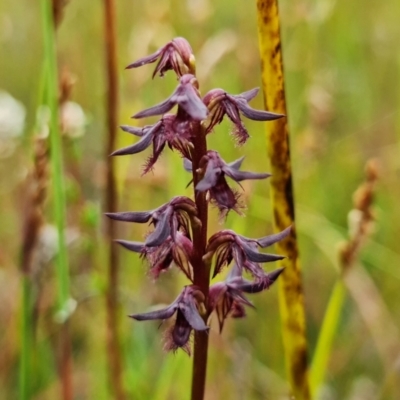 Corunastylis superba (Superb Midge Orchid) by RobG1