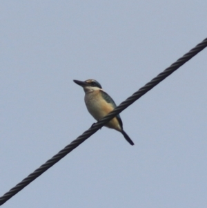 Todiramphus sanctus at Goulburn, NSW - 26 Feb 2022