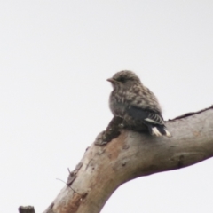 Artamus cyanopterus (Dusky Woodswallow) at Governers Hill Recreation Reserve - 26 Feb 2022 by Rixon