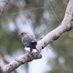 Artamus cyanopterus at Goulburn, NSW - 26 Feb 2022 05:27 PM