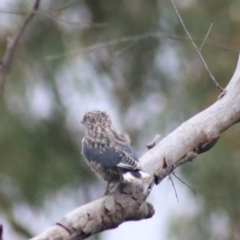 Artamus cyanopterus at Goulburn, NSW - 26 Feb 2022 05:27 PM