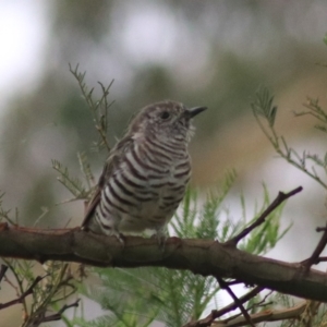 Chrysococcyx lucidus at Goulburn, NSW - 26 Feb 2022