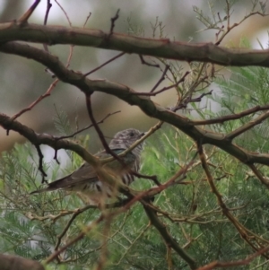 Chrysococcyx lucidus at Goulburn, NSW - 26 Feb 2022