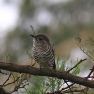 Chrysococcyx lucidus at Goulburn, NSW - 26 Feb 2022