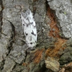 Palimmeces (genus) (a Philobota Group moth) at McKellar, ACT - 26 Feb 2022 by Amata