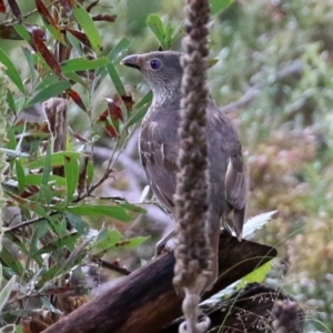 Ptilonorhynchus violaceus at Greenway, ACT - 26 Feb 2022