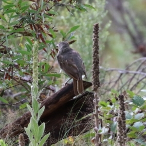 Ptilonorhynchus violaceus at Greenway, ACT - 26 Feb 2022