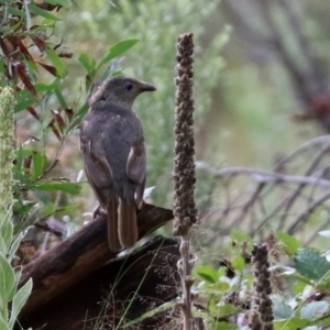 Ptilonorhynchus violaceus at Greenway, ACT - 26 Feb 2022