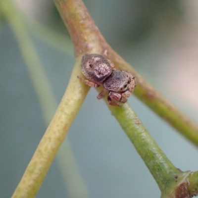 Simaethula sp. (genus) (A jumping spider) at Murrumbateman, NSW - 26 Feb 2022 by SimoneC