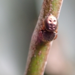 Simaethula sp. (genus) at Murrumbateman, NSW - 26 Feb 2022