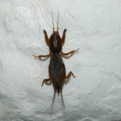Gryllotalpa sp. (genus) (Mole Cricket) at McKellar, ACT - 25 Feb 2022 by Amata