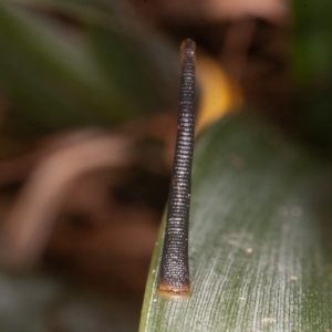 Hirudinea sp. (Class) at Acton, ACT - 25 Feb 2022