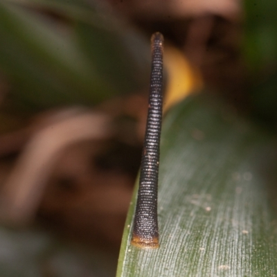 Hirudinea sp. (Class) (Unidentified Leech) at Acton, ACT - 25 Feb 2022 by rawshorty