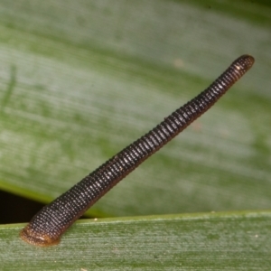 Hirudinea sp. (Class) at Acton, ACT - 25 Feb 2022